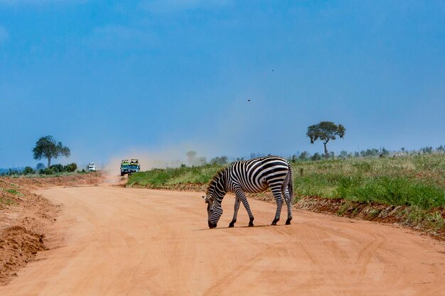 Foto zebra's oversteken het veld over de weg tegen de lucht.