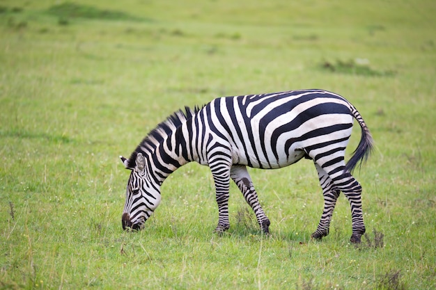 Zebra's rennen en grazen in de savanne