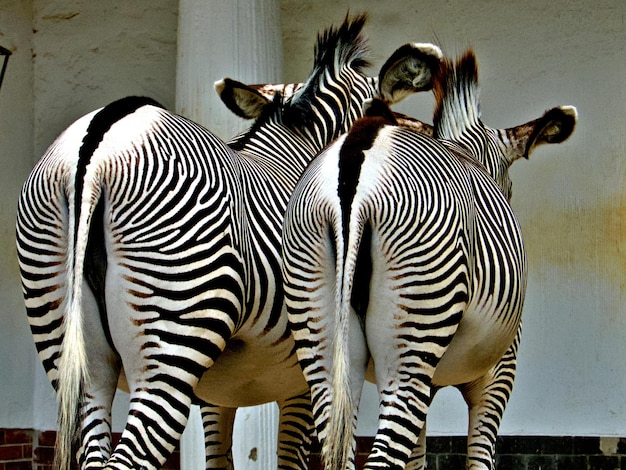 Foto zebra's staan in zebra's