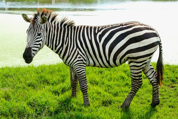 Zebra's staan op het gras.