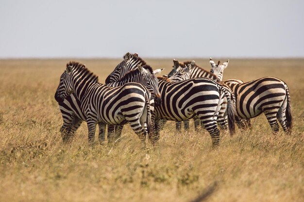 Zebra's staan op het veld.