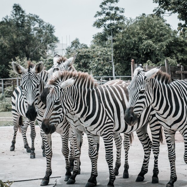 Foto zebra's staan op het veld.