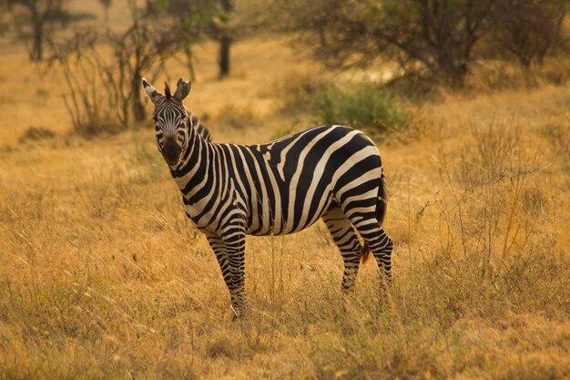 Zebra's staan op het veld.