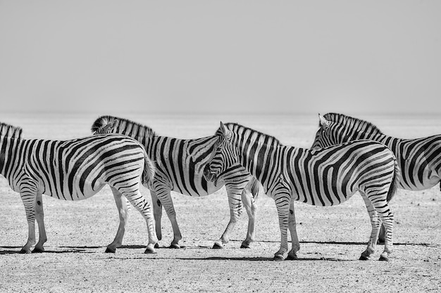 Foto zebra's