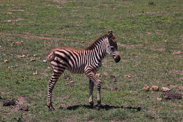 ケニアとタンザニア、アフリカのサファリのシマウマ