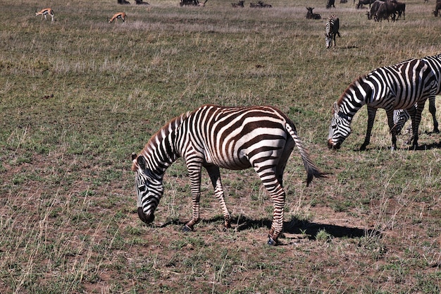 ケニアとタンザニア、アフリカのサファリのシマウマ