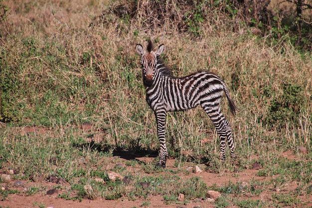 ケニアとタンザニア、アフリカのサファリのシマウマ