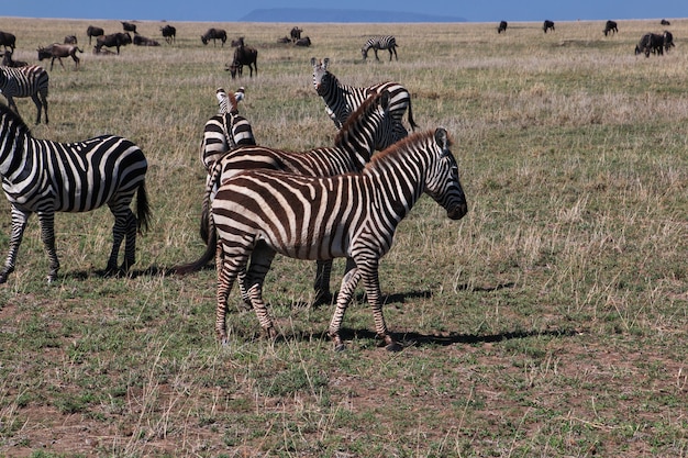 Zebra on safari in Kenia and Tanzania, Africa