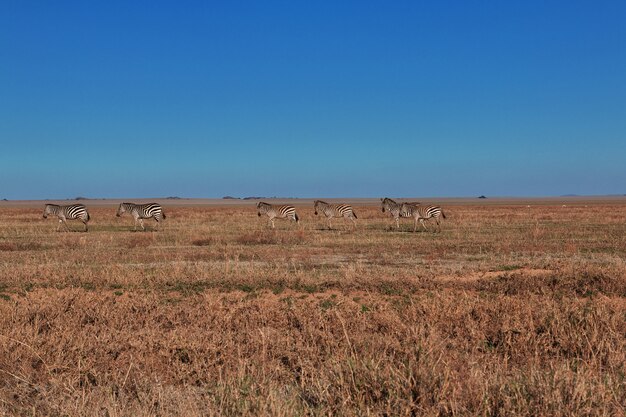 Зебра на сафари в Кении и Танзании, Африке