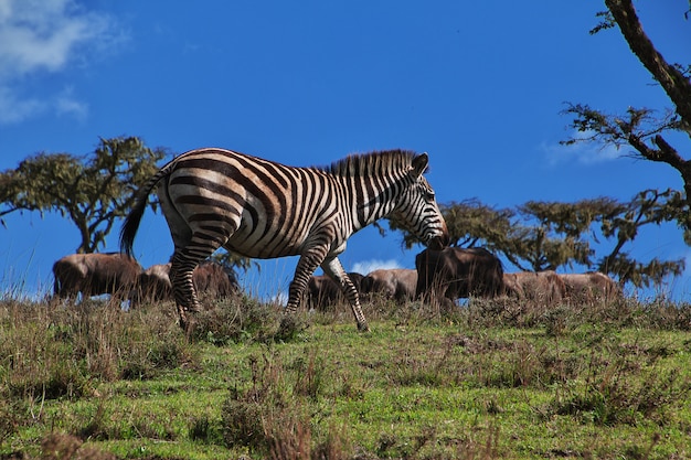 Zebra on safari in Kenia and Tanzania, Africa