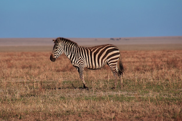 zebra on the safari in Tanzania