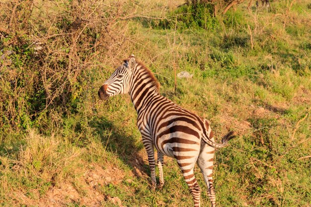 Zebra in savanna in serengeti national park in tanzania wildlife of africa