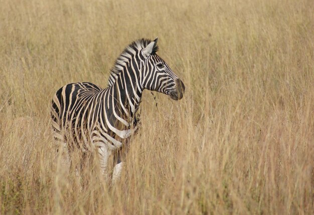 Zebra in the savanna