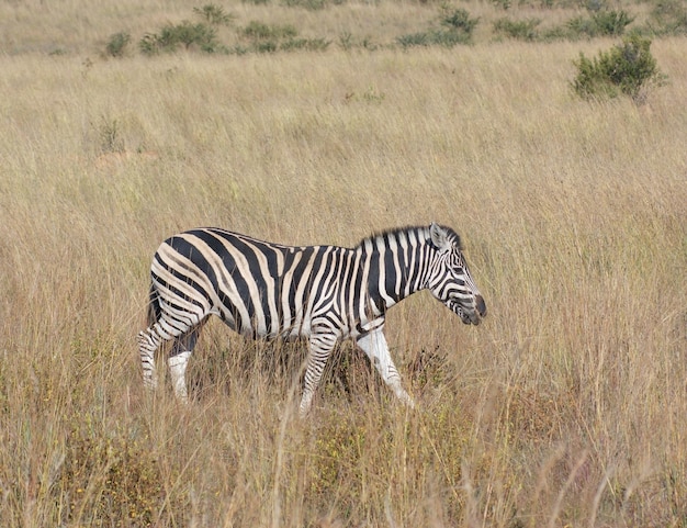 Zebra in the savanna