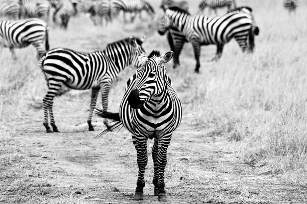 Foto la zebra nel serengeti