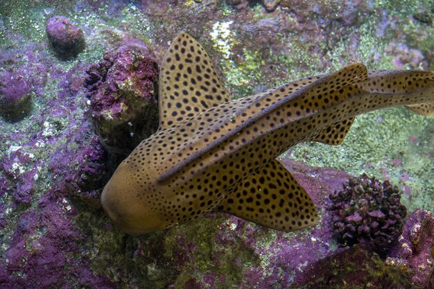 Zebra shark portrait on the reef