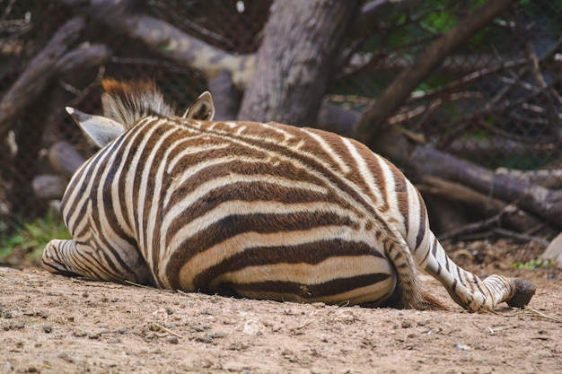 Zebra sleeping in Dusit Zoo. Bangkok, Thailand.