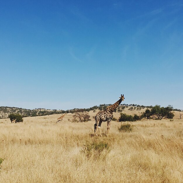 Foto zebra staat op het veld tegen de blauwe hemel