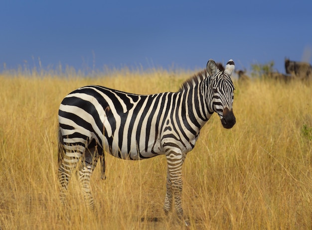 Zebra staat op het veld tegen de lucht