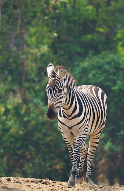 Zebra standing alone