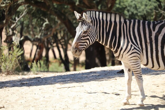 zebra standing on dirt road