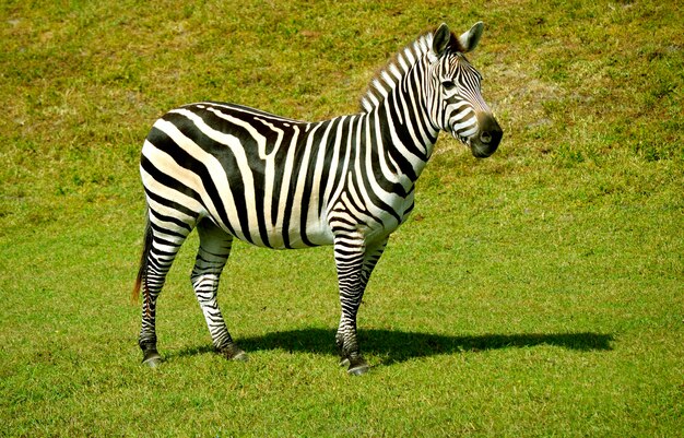 Foto zebra in piedi in un campo