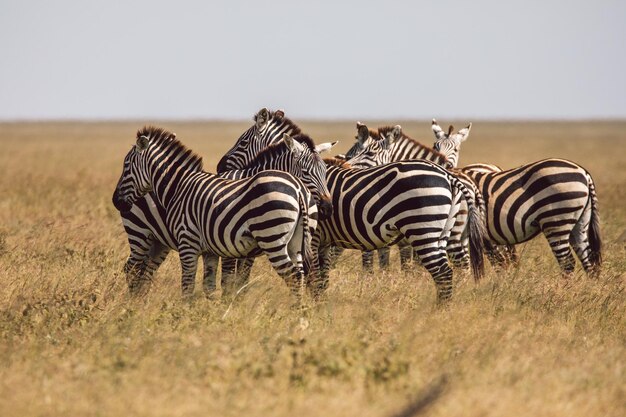 Foto zebra in piedi sul campo