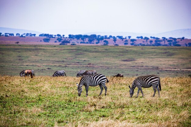 Photo zebra standing on field