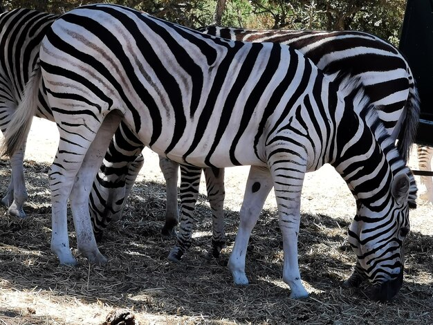 Foto zebra in piedi sul campo