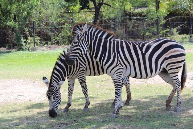 Foto zebra in piedi sull'erba contro gli alberi