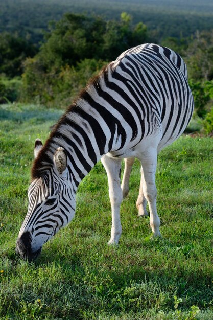 Foto zebra in piedi su un campo erboso