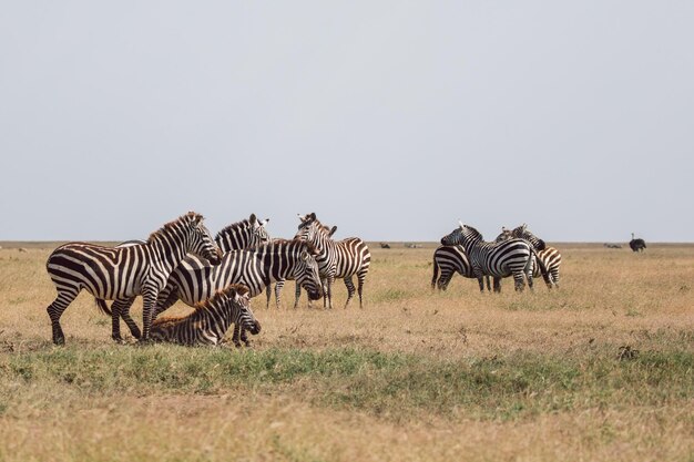 写真 澄んだ空の前で野原に立っているゼブラ