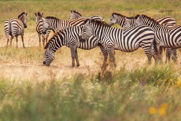 写真 野原に立っているゼブラ