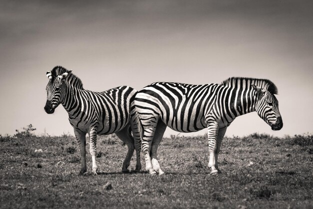 写真 フィールドに立っているゼブラ