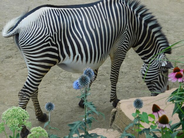 写真 野外で立っているゼブラ