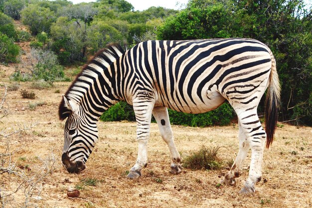 Foto zebra in piedi in un parco