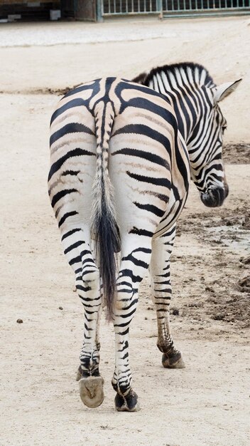 Photo zebra standing in zoo