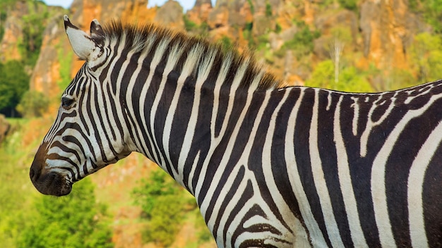 A zebra stands in front of a forest