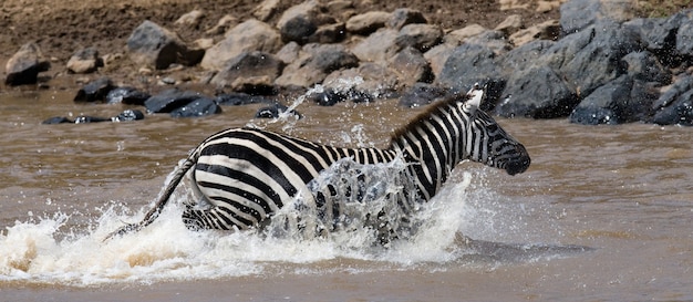 Zebra steekt een rivier over. Kenia. Tanzania. Nationaal Park. Serengeti. Maasai Mara.