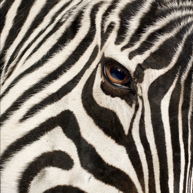 Zebra vooraan op een geïsoleerd wit