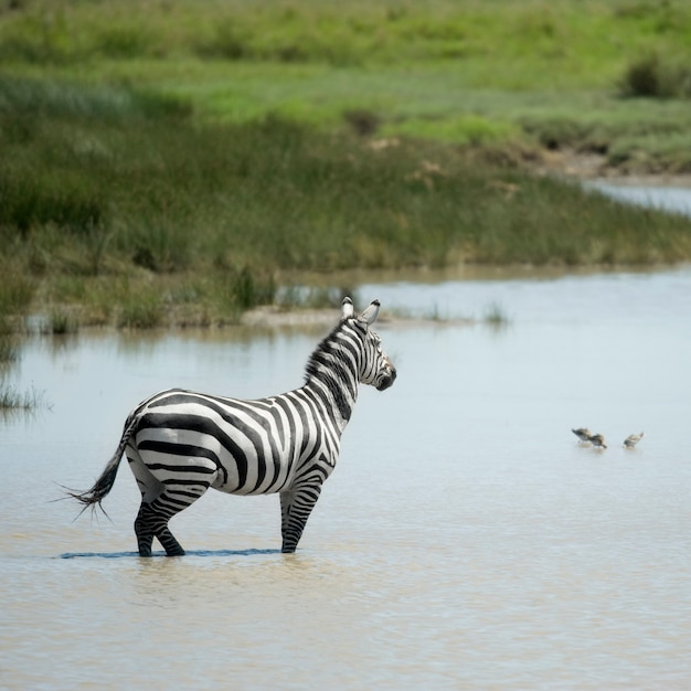 Zebra in acqua