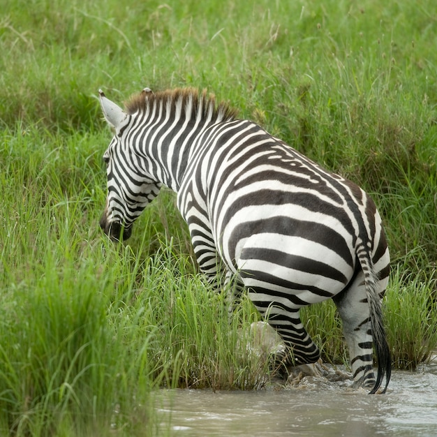 Zebra in the water