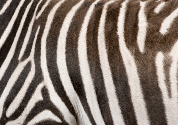 Zebra su un bianco isolata