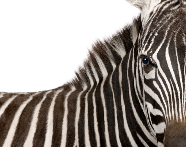 Zebra on a white isolated