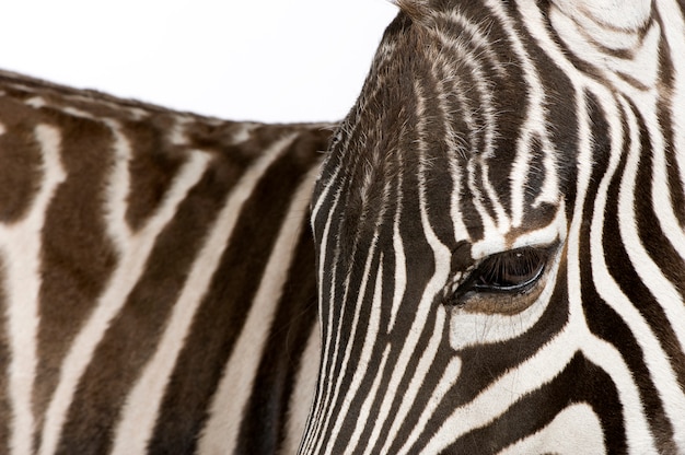 Zebra on a white isolated