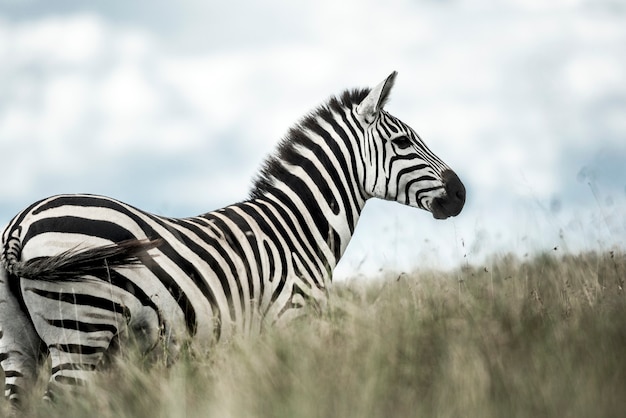 Zebra in the wild savannah, Serengeti, Africa
