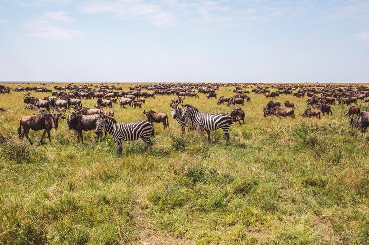 Photo zebra and wildebeest standing on field