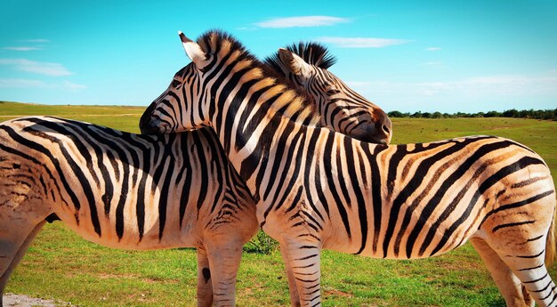 Zebra zebras against sky