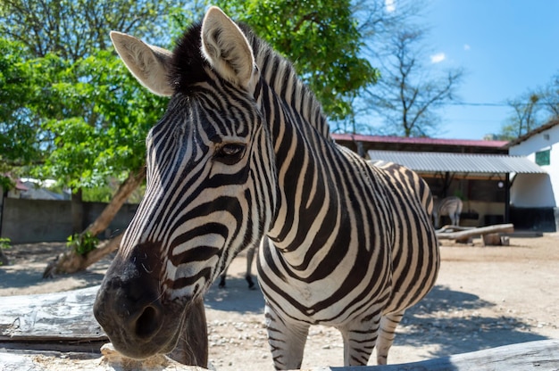 A zebra in the zoo looks at visitors