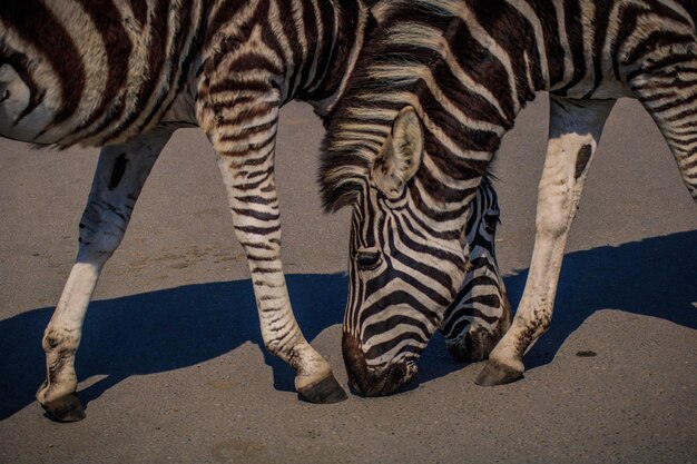 Foto zebra in uno zoo